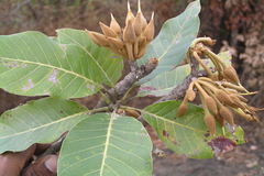 Madhuca longifolia var. latifolia